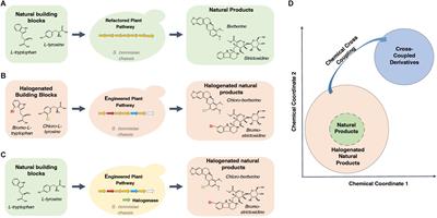 Deploying Microbial Synthesis for Halogenating and Diversifying Medicinal Alkaloid Scaffolds